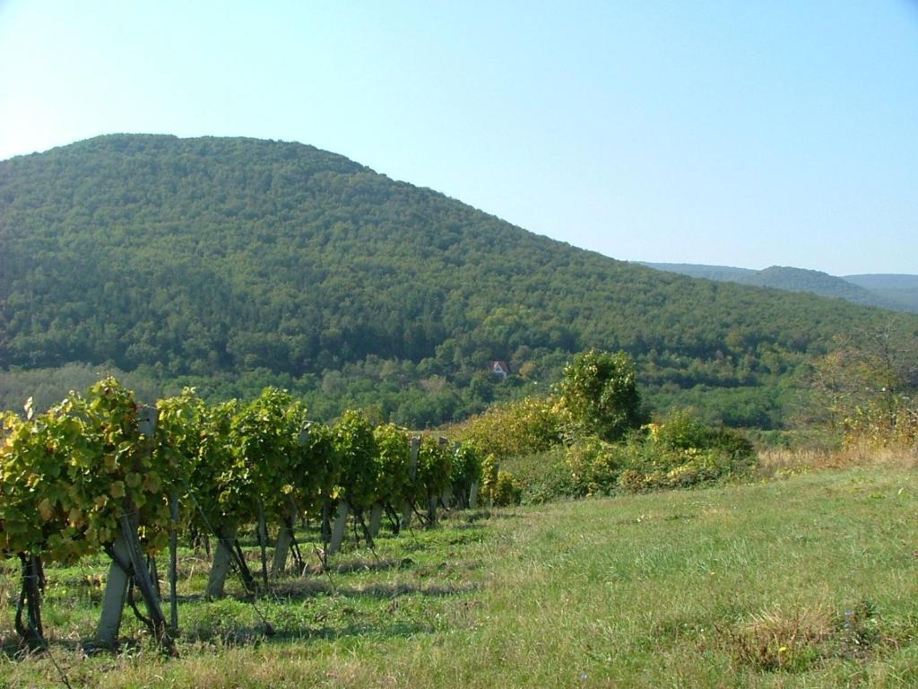 Szarvas Panzio Erdobenye Exterior photo